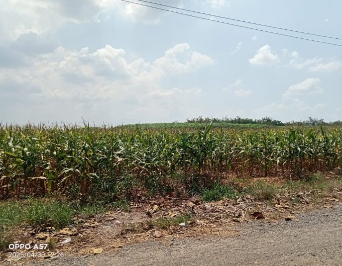 Dituding Telantarkan Lahan HGU, PT Agro Prima Sejahtera Bungkam Isu dengan Bantahan